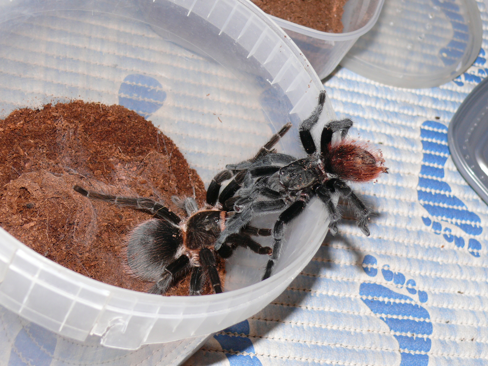 Brachypelma Vagans