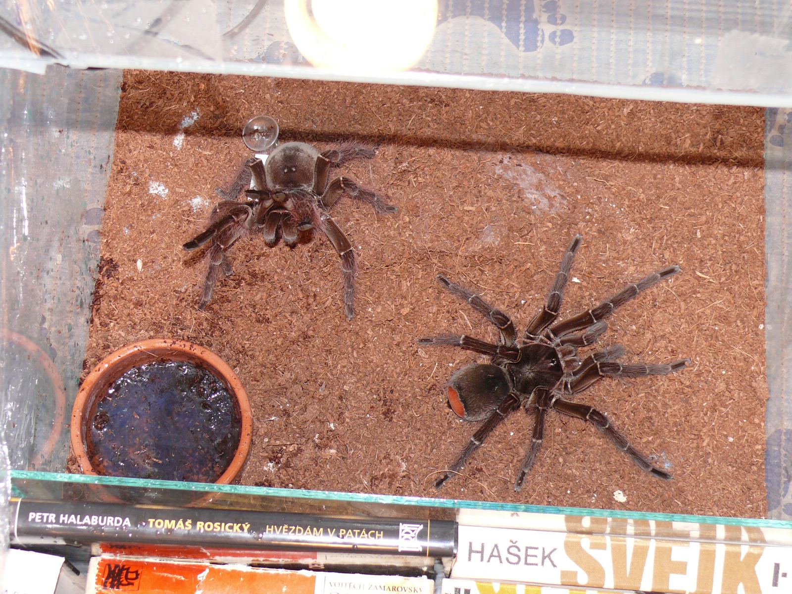 T. Blondii