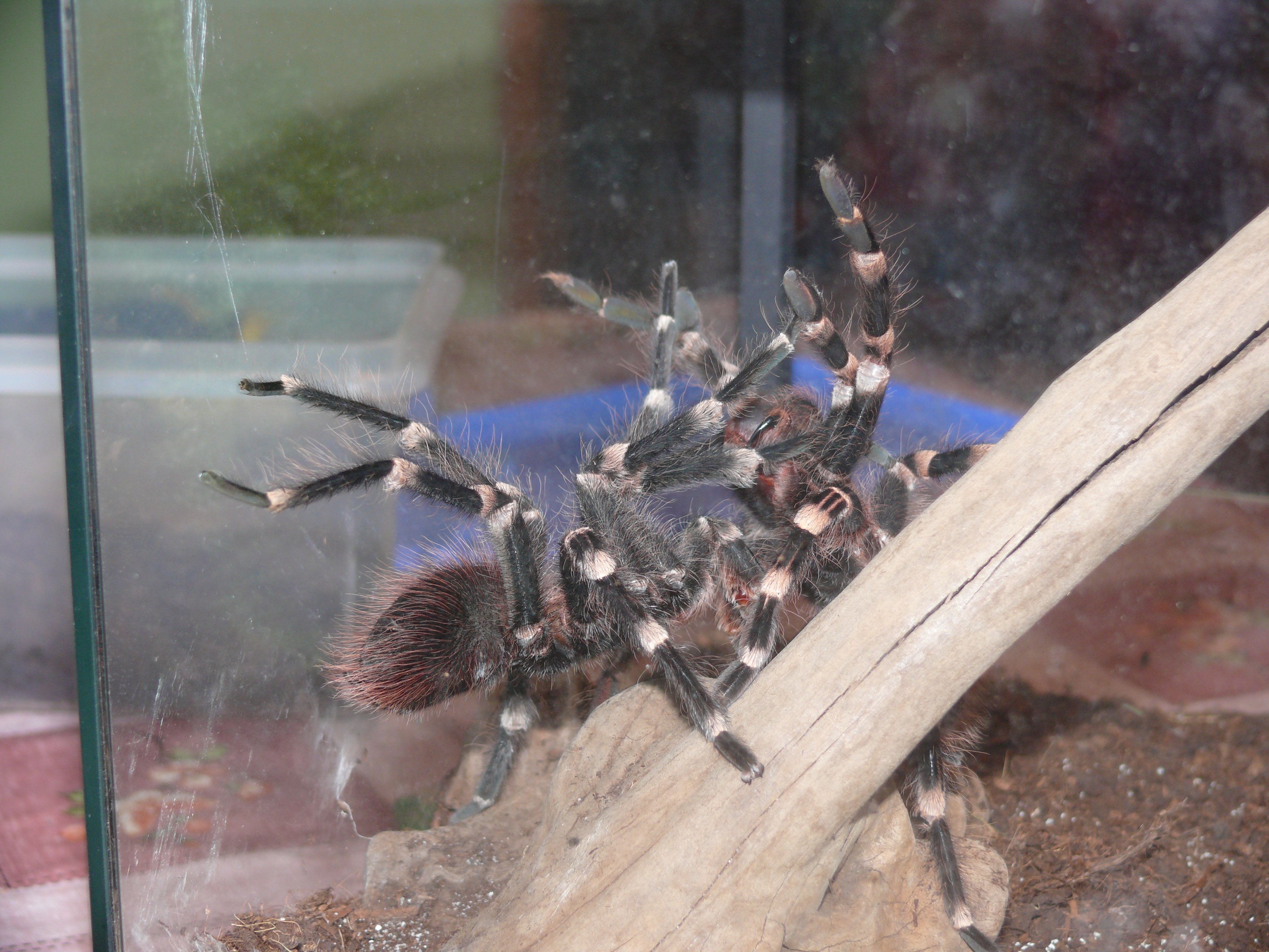 Ac. Geniculata