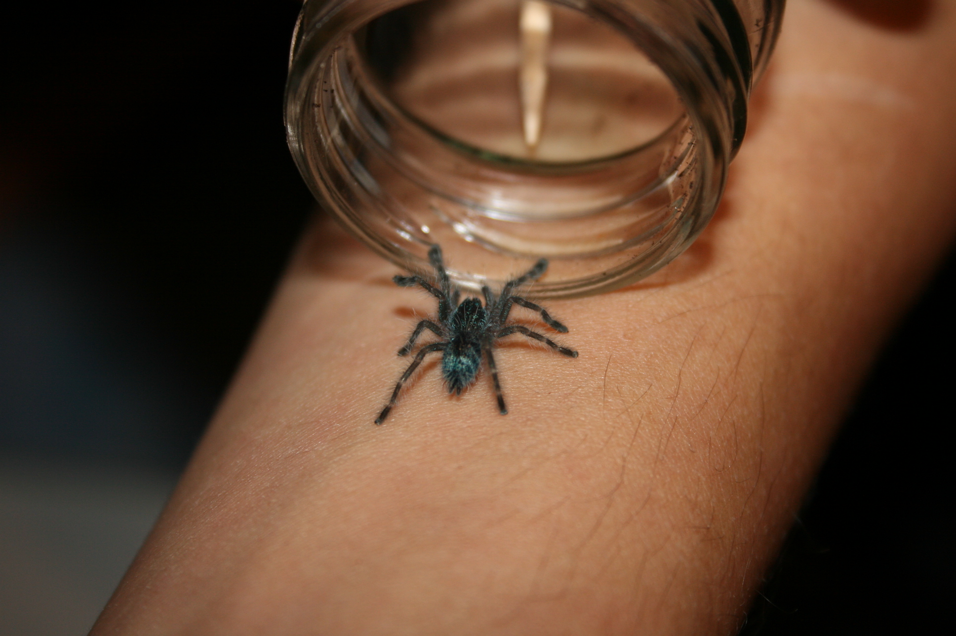 Avicularia Versicolor prcek