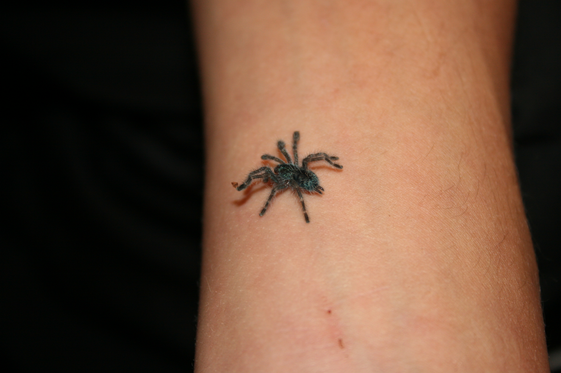 Avicularia Versicolor ¨na ruce