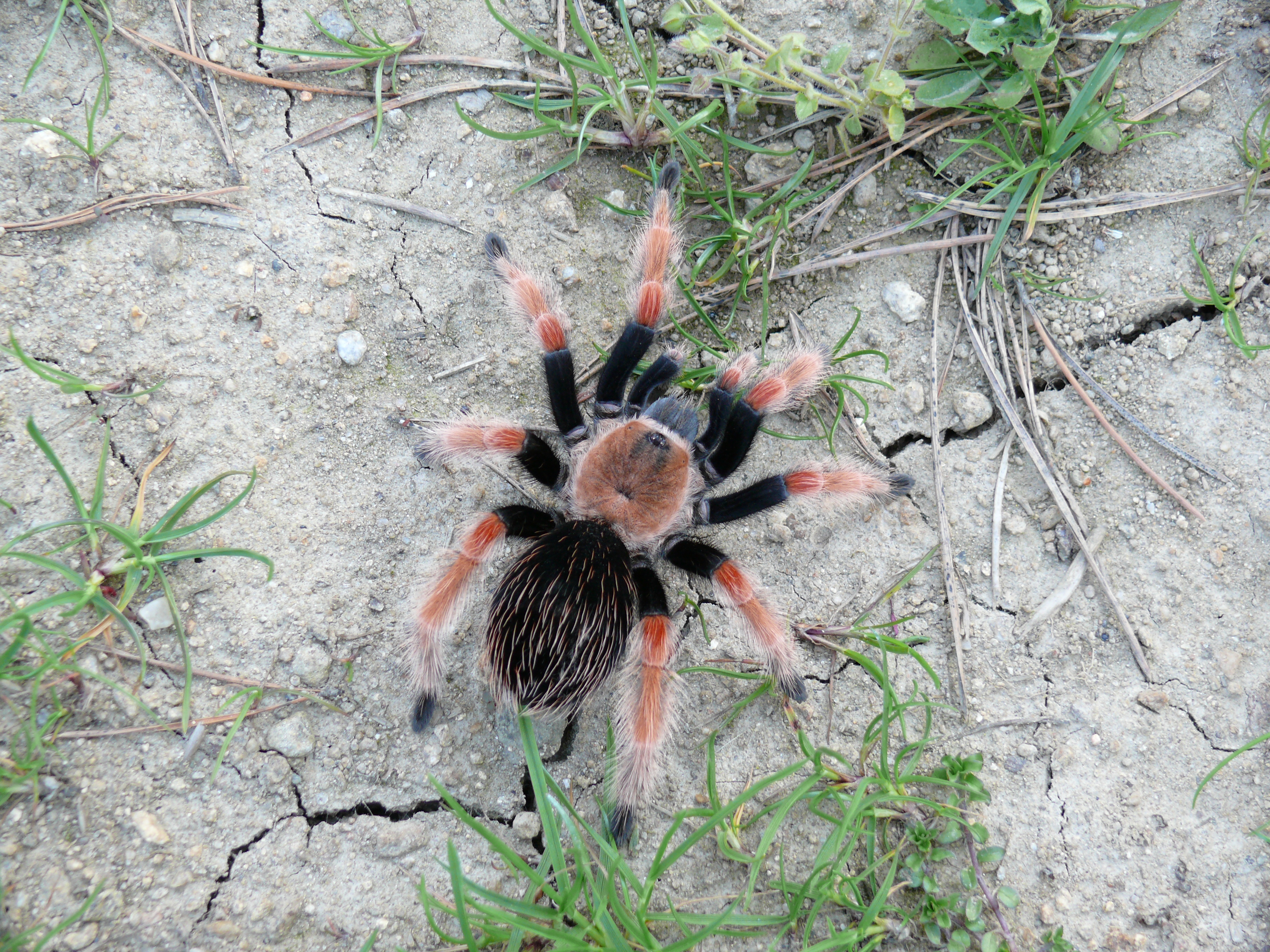Br. Boehmei