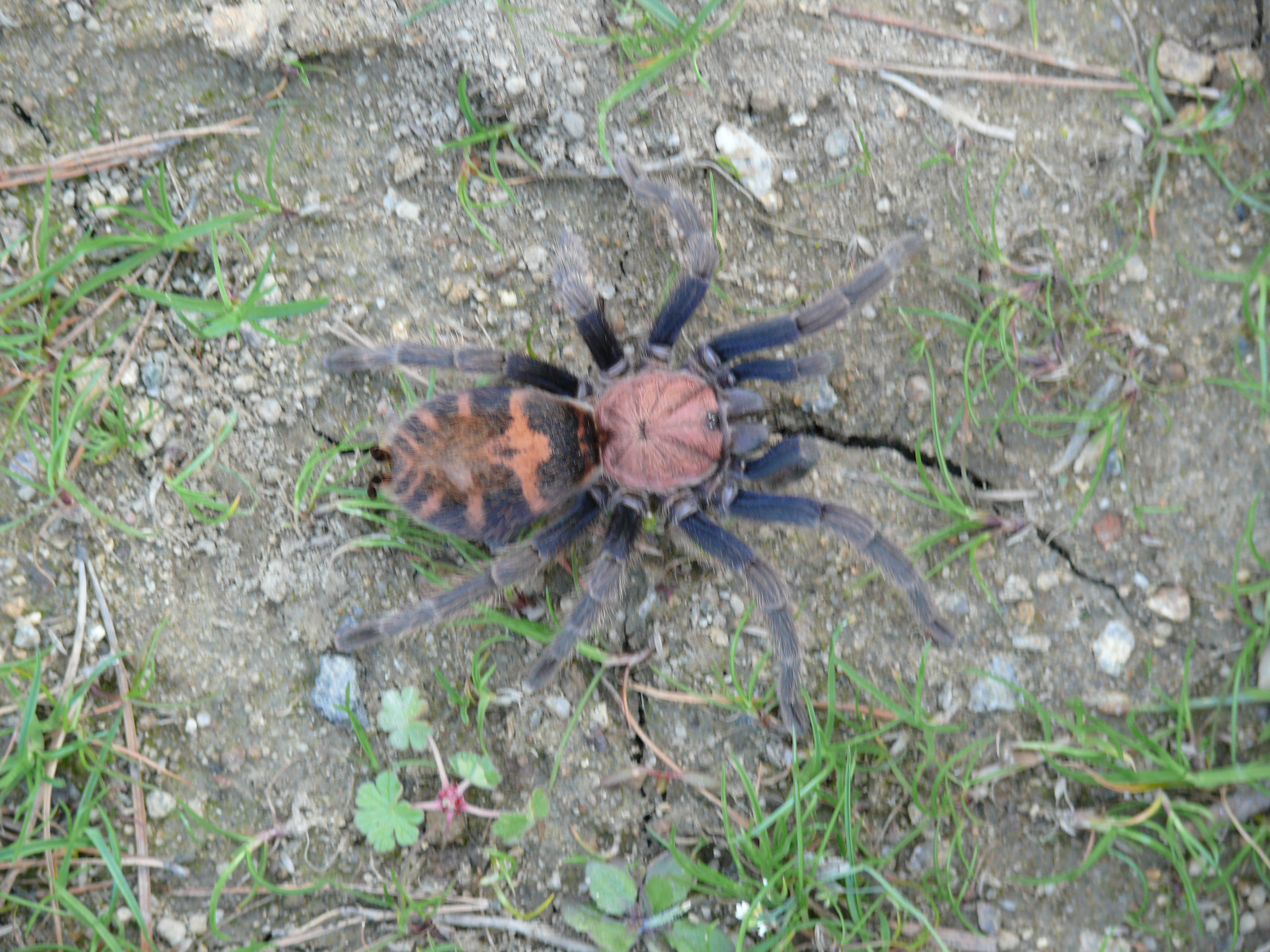 Davus Fasciatus