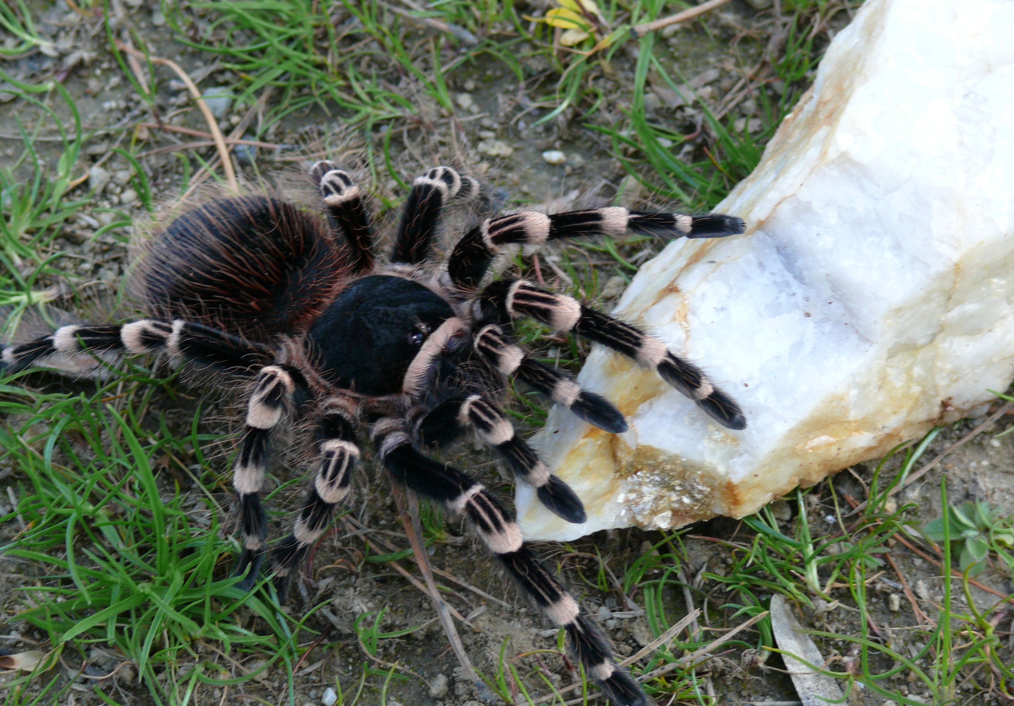 Ac. Geniculata